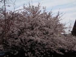 いよいよ4月