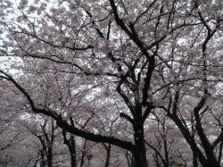 駿河区森下公園の桜です。