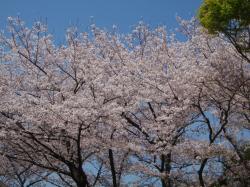 八幡山の桜です。