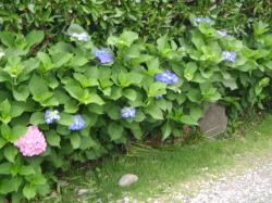 道端の　紫陽花