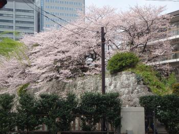 駿府公園の桜