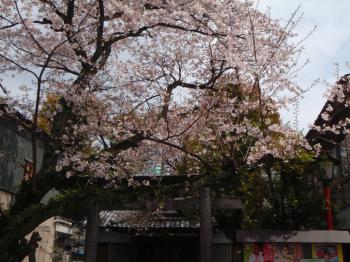 鷹匠町の神社の桜です