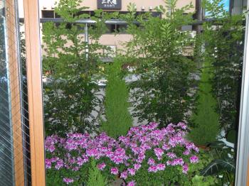 ｴﾝｾﾞﾙ診療室ﾍﾞﾗﾝﾀﾞの花