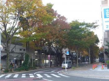 通勤路の紅葉