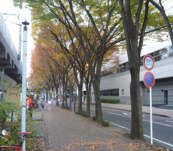 通勤路の街路樹の色