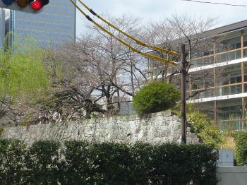 静岡市　駿府公園の堀の桜