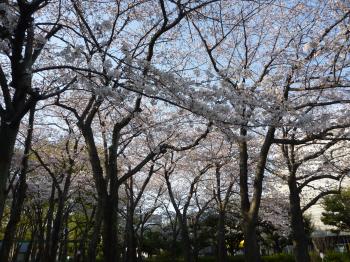 静岡駅南口 森下公園の桜