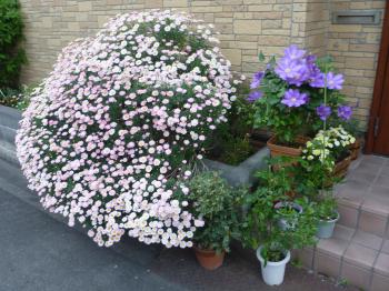 通勤路の花