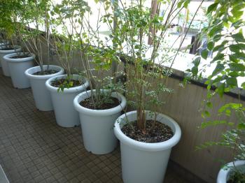 ｴﾝｾﾞﾙ　ﾍﾞﾗﾝﾀﾞ植木の鉢交換