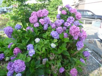散歩途中の紫陽花