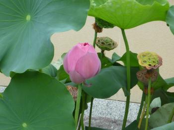 蓮の花