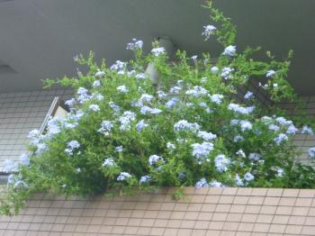 通勤途中の花
