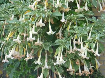 通勤途中の花