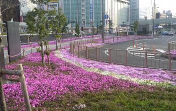 芝桜