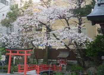 桜　小梳神社