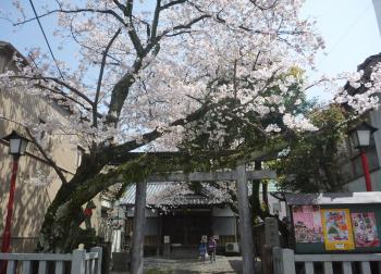 桜　一加番稲荷