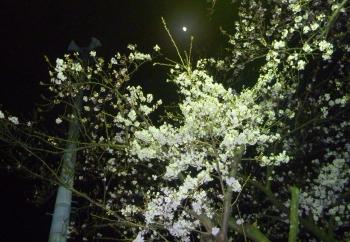 桜　大石公園