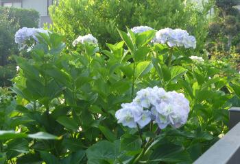 通勤途中の花