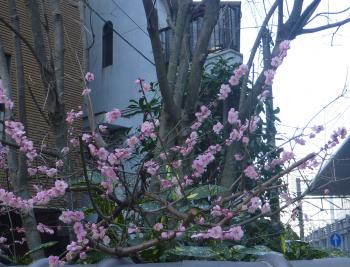 梅は咲いたか、桜はまだか