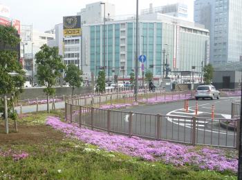 静岡の街にも春到来