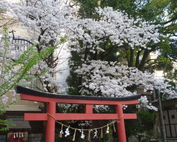 静岡街中の桜