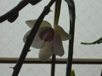 枯れた花が咲いた