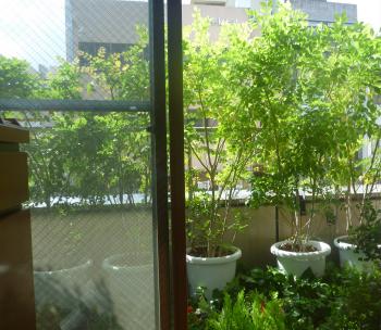 5月です。