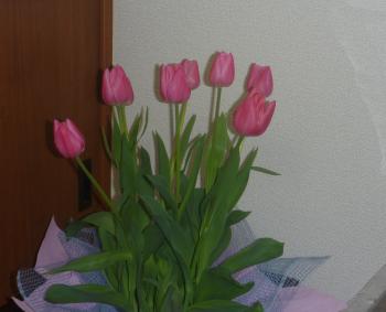 春の花