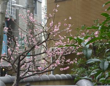 春の兆し