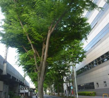 新緑の街路樹