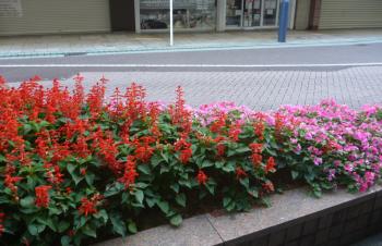 生き生きしています