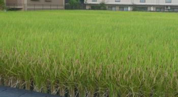 気持ちがいい緑
