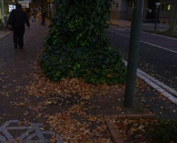 晩秋の街路樹