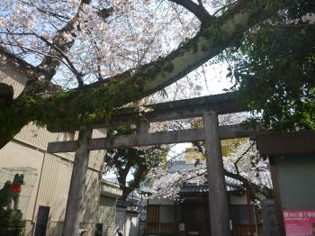 一加番神社の桜