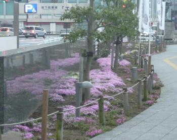 静岡駅北口の桜
