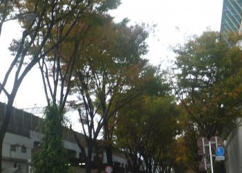 紅葉中