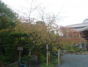 お寺の秋