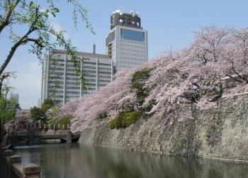 花見2回目