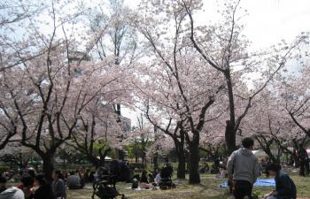 5回目の花見