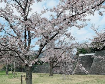 尊い桜