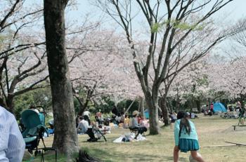 静岡での花見