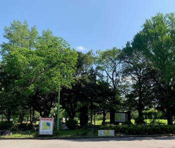 5月の駿府公園