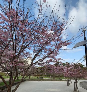 駿府公園