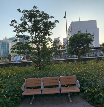 ６月のﾍﾞﾝﾁ