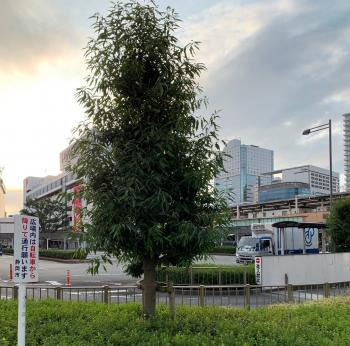 今朝の静岡駅