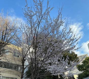 桜