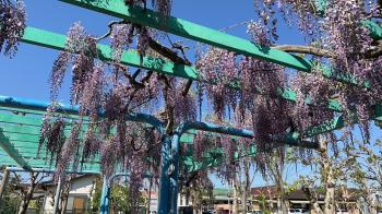 桜の次