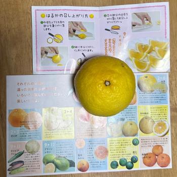 はるか