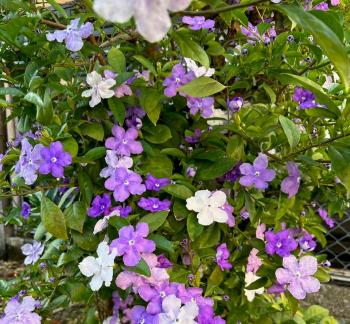 5月の花　