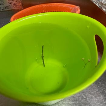茎柱